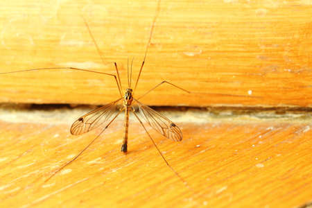 A mosquito sitting on yellow wall indoor. Extreme close-up.の写真素材