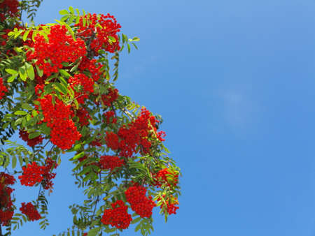 Autumn red rowan berries on a tree. Rowanberry ashberry in the fall in natural setting on blue sky...