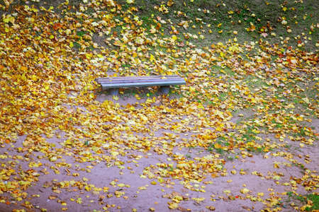 Autumn scenery. Bench and yellow maple leaves in city park, beautiful gold fall.の写真素材