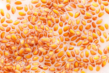 Nature. Closeup of cress seeds planted to grow on wet cotton . Plant and food ingredient.の写真素材