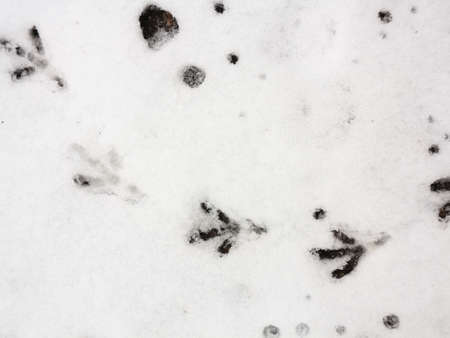 A bird trail in the fresh snowの写真素材