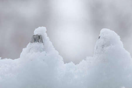 Old white wooden wood fence covered with fresh snow on winter season  Seasonal specific の写真素材