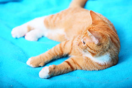 Animals at home  Red cute little baby cat pet kitten laying on bed turquoise blanketの写真素材