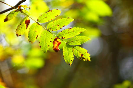 Early autumn leaves in the natural environment. Fall foliage in forest blurred backgroundの写真素材
