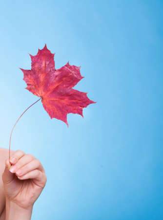 Skincare. Female hand holding leaf as symbol of red dry capillary skin complexion on blue.