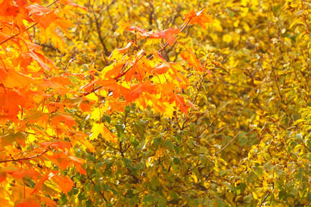 Fall trees, yellow orange nature background