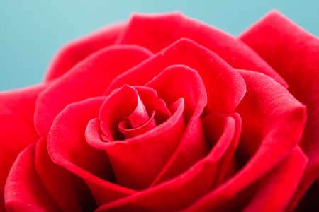 Gift for special occasion. Closeup of beautiful blossoming red rose flower as symbol of love on blue.の写真素材