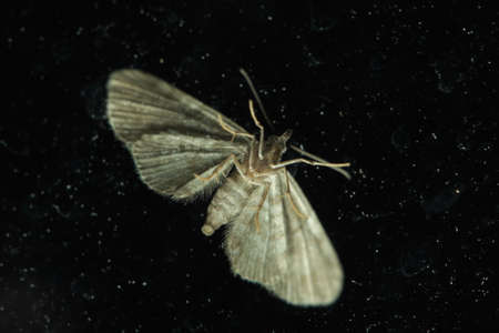 Moth portrait front view on black backgroundの写真素材