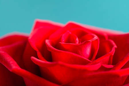 Gift for special occasion. Closeup of beautiful blossoming red rose flower as symbol of love on blue.の写真素材
