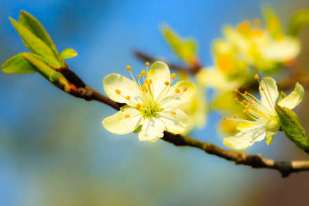Spring. Closeup of white blossoms on the branch of blossoming apple tree in the garden.の写真素材