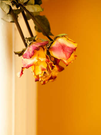 Closeup of dried red yellow roses on orange wall background. の写真素材
