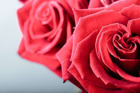 Gift for special occasion. Closeup of beautiful blossoming red roses flowers as symbol of love on grayの写真素材