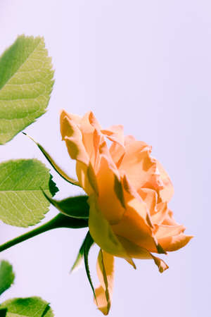 Nature. Closeup of beautiful blooming orange rose flower for background backdrop.の写真素材