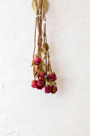 Memory of love. Dried red roses flowers frame blank copy space on white wall as romantic background. Indoor.の写真素材