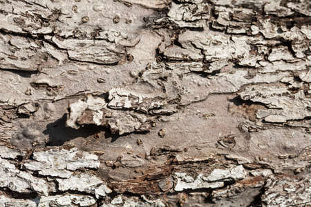 Nature. Closeup of dry rough bark of old tree as background backdrop or textureの写真素材