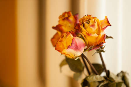 Memory of love. Closeup of dried red yellow roses on orange wallの写真素材