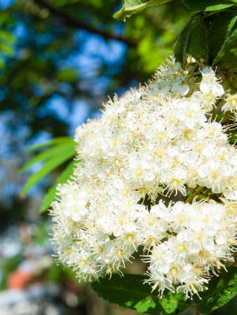 Closeup of branch with beautiful blossoming white flowers of rowan treeの写真素材
