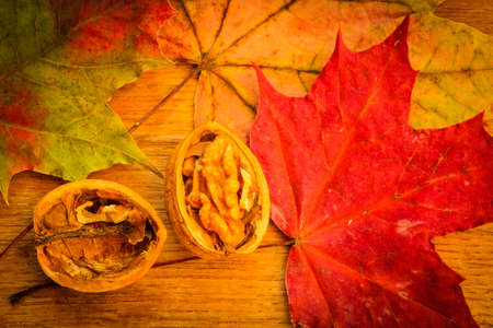 Walnut on colorful autumn leaves. Autumnal backgroundの写真素材