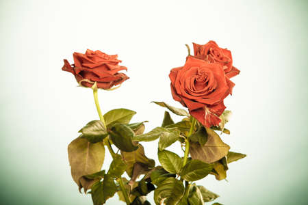 Gift for special occasion. Beautiful bouquet of blossoming red roses flowers as symbol of love on green whiteの写真素材