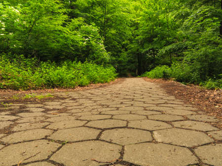 stone sidewalk walking pavement in a park or forest outdoor. Tranquil scene.