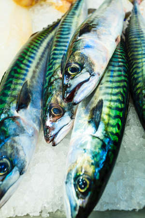 Healthy food nutrition. Various fishes in  at famous fish market (Fisketorget) in Bergen, Norwayの写真素材