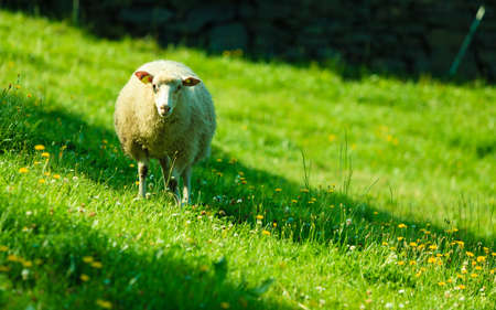 Sheep on pasture on beautiful mountain meadow in Norwayの写真素材