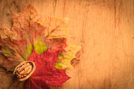 Walnut on colorful autumn leaves. Autumnal background