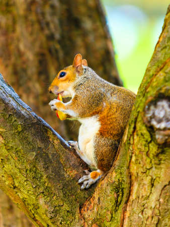 Grey squirrel in autumn fall park sitting on tree eating piece of apple outdoorの写真素材