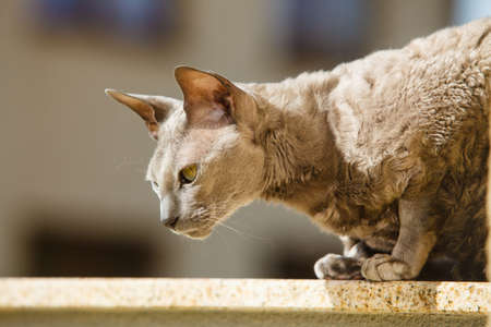 Animals at home. egyptian mau cat sitting on the balcony outdoorの写真素材