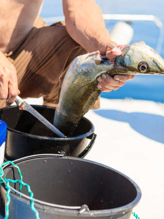 Fishing - man angler cleaning preparing fish aboard boat, outdoors. Cruelty to animals.の写真素材