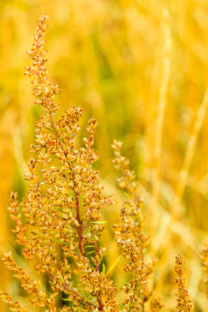 meadow wild flowers on blurred background. Summertimeの写真素材