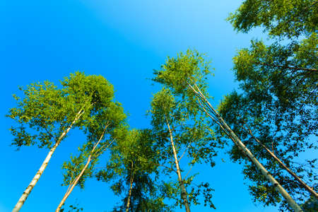 silver birch trees against the blue sky. Summer sceneryの写真素材