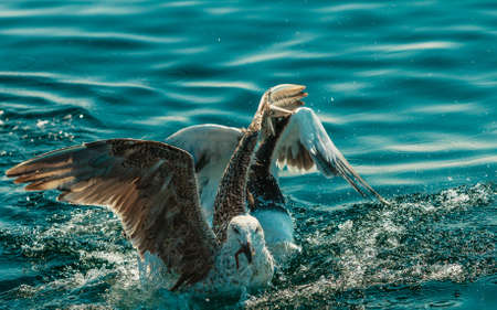 Animals nature and action. Flock of seagulls in fight for food in the water.の写真素材