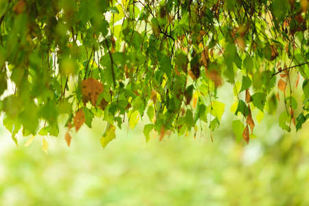 Early autumn leaves in the natural environment. Fall foliage in forest blurred background