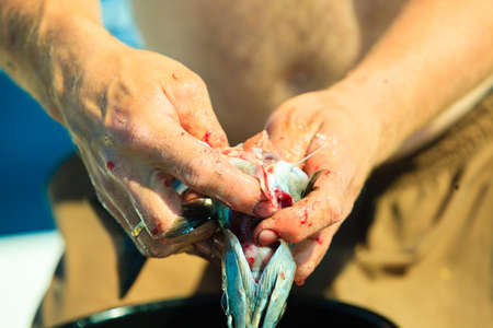 Fishing - man angler cleaning preparing fish aboard boat, outdoors. Cruelty to animals.