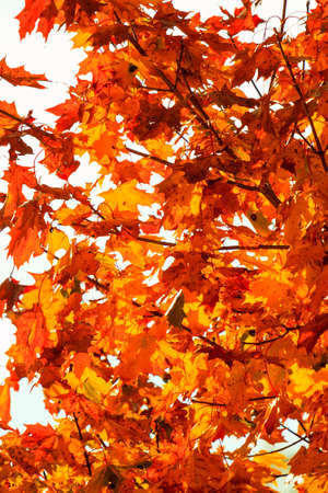 Bright autumn leaves in the natural environment. Fall trees, yellow orange nature background