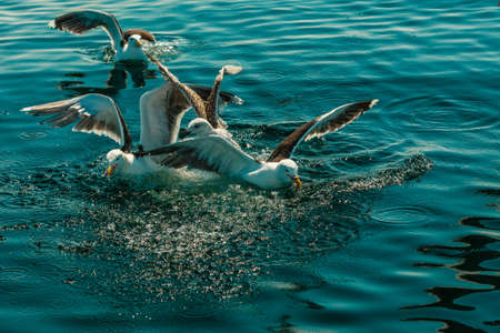 Animals nature and action. Flock of seagulls in fight for food in the water.の写真素材