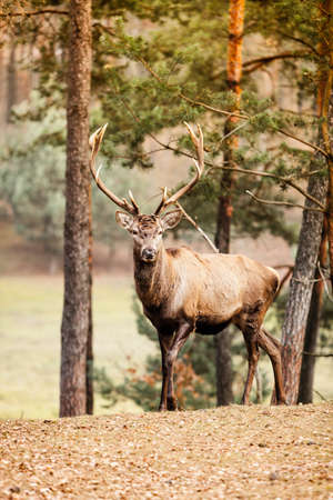 Majestic powerful adult male red deer stag in autumn fall forest. Animals in natural environment, beauty in nature.の写真素材