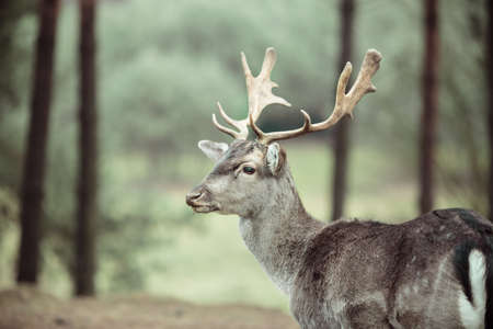 Majestic powerful adult male red deer stag in autumn fall forest. Animals in natural environment, beauty in nature.の写真素材