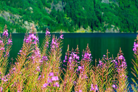 Closeup of meadow violet flowers. Wildflower on lake shore. Beauty in nature.の写真素材