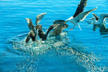 Animals nature and action. Flock of seagulls in fight for food in the water.の写真素材