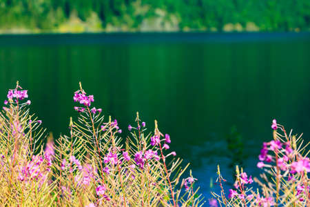 Closeup of meadow violet flowers. Wildflower on lake shore. Beauty in nature.の写真素材
