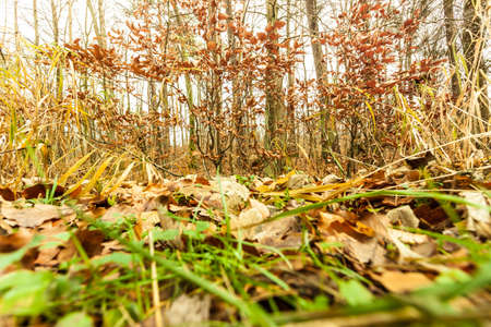 Autumnal landscape. Close up view on the ground in autumn forest covered with fallen golden leavesの写真素材