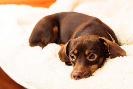 Animals at home. Dachshund chihuahua and shih tzu mixed dog relaxing on bed on woolen blanket indoorの写真素材