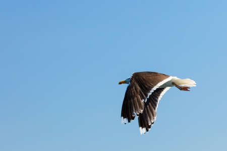 seagul seaside bird flying above blue skyの写真素材