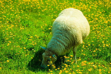 Sheep on pasture on beautiful mountain meadow in Norwayの写真素材