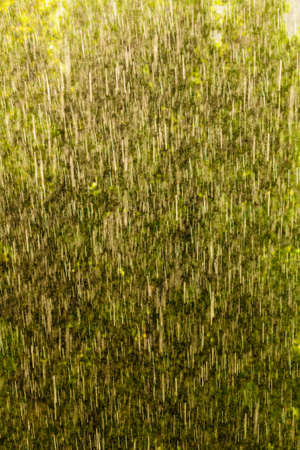 Summer rainy outside window, water drops droplets raindrops on glass windowpane as background texture. Downpour rain.の写真素材