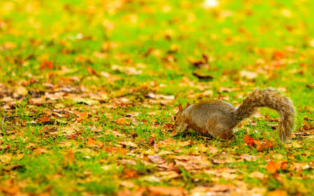 grey squirrel in autumn fall park colorful leaves outdoor