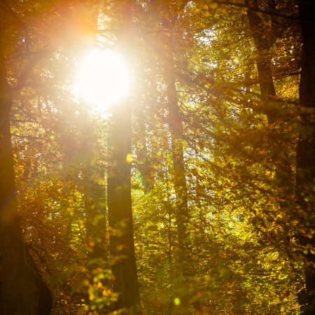 Sunbeams trough autumnal fall trees in park. Sunlight in autumn forestの写真素材