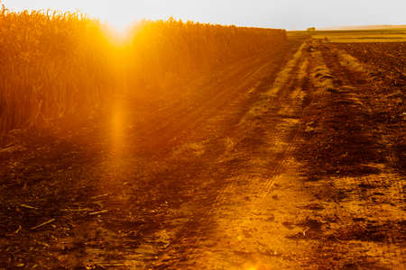 Dry corn field at the beautiful yellow sunset. Autumnal landscape.の写真素材